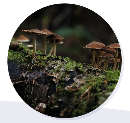 Instructional Materials - Unit 5.1 Ecosystems & Matter Cycling Instructional Materials - Unit 5.1 Ecosystems & Matter Cycling