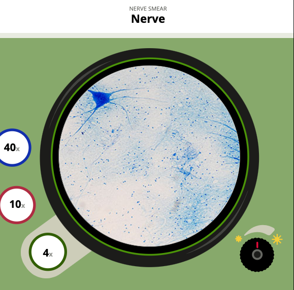 Middle School Simulations - Virtual Microscope Interactive – Nerve Middle School Simulations - Virtual Microscope Interactive – Nerve