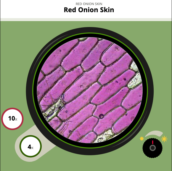 Middle School Simulations - Virtual Microscope Interactive – Onion Skin