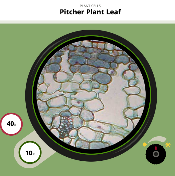 Middle School Simulations - Virtual Microscope Interactive – Plants