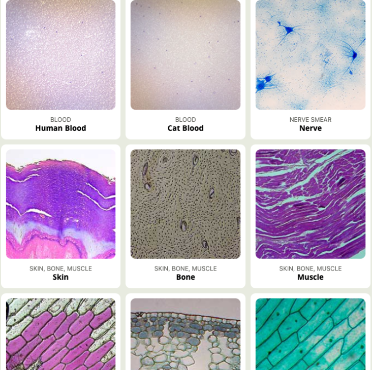 Middle School Simulations - Virtual Microscope Interactive – All Images Middle School Simulations - Virtual Microscope Interactive – All Images