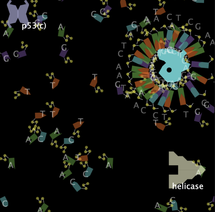 High School Simulations - DNA Replication Fork High School Simulations - DNA Replication Fork