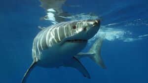 Sharks: Monsters or Misunderstood?