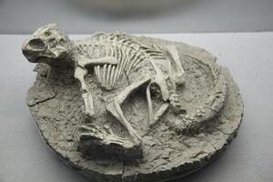 Dino Discovery: An Amazing, All-Purpose Body Part