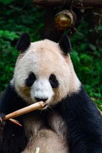 The Red List The Red List