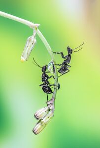 Ant-tastic Teamwork! Ant-tastic Teamwork!