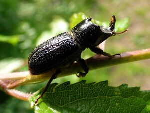 Beetles with Brawn Beetles with Brawn