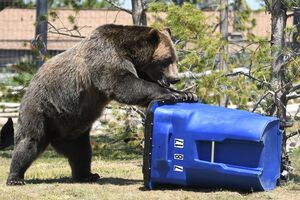 Grizzly Encounters with Bears