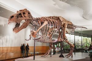 Was T. Rex Scaly — or Fluffy? Was T. Rex Scaly — or Fluffy?