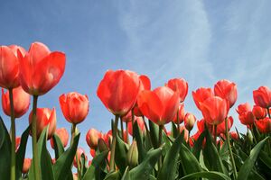 Tulip Mania!